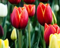 Tulips image